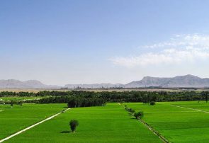 تسهیلات ویژه جهاد کشاورزی مازندران با خرید دستگاه نشاکاری مکانیزه برای پیشگیری از ویروس کرونا