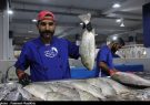 سازمان شیلات:ماهی را بپزید و بخوردید و نگران کرونا نباشید