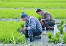 رعایت پروتکل های  بهداشتی در فصل کشت برنج  جهت پیشگیری از ابتلا به کرونا