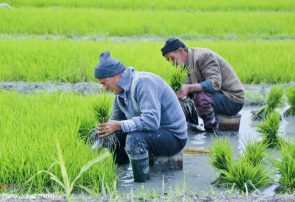 رعایت پروتکل های  بهداشتی در فصل کشت برنج  جهت پیشگیری از ابتلا به کرونا