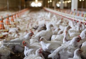 رفع ممنوعیت صادرات مرغ تا ابتدای خردادماه