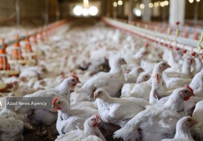 رفع ممنوعیت صادرات مرغ تا ابتدای خردادماه