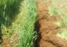 کاشت بذرهای هیبریدی در ایستگاه تحقیقاتی طرح ملی تولید بذر آغاز شد