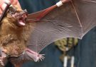۴ گونه خفاش مرتبط با خفاشی عامل کروناویروس،کشف شد