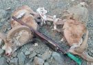 ممنوعیت ۵ ساله شکار در جنگل های شمال/شکارچیان،تفنگ ها را غلاف کنید