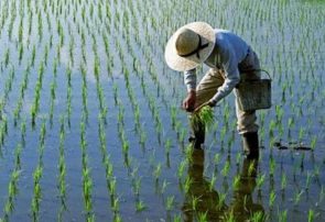 هشدار جهاد کشاورزی درباره مبارزه شیمیایی