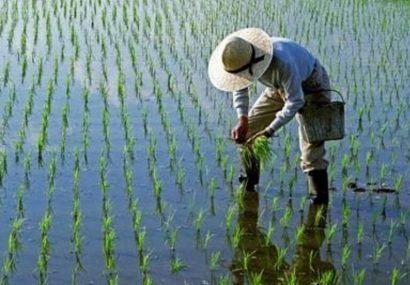 هشدار جهاد کشاورزی درباره مبارزه شیمیایی