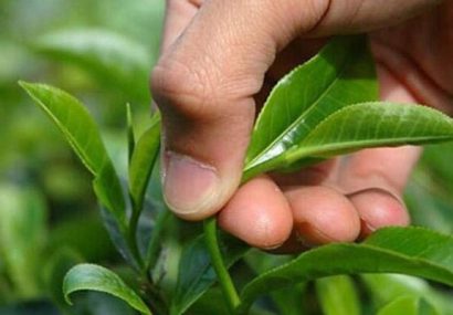 خرید ۶۱۵ میلیون تومان برگ سبز چای از باغات گیلان