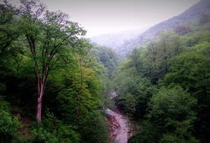 موزه طبیعی شمال به یغما رفته است