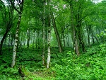 اصلاح مواد قانون/ نجات جان جنگل‌های شمال