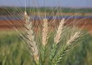 مبارزه با فوزاریوم خوشه را در همه مزارع گندم استان مازندران مورد تاکید قرار داد