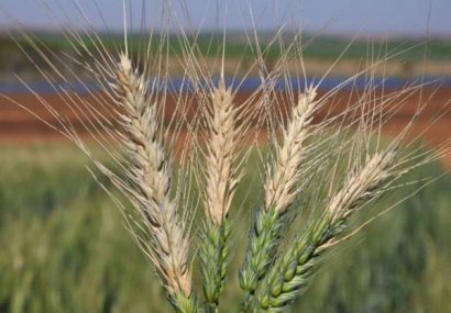 5 هزار تن بذر اصلاح شده گندم در مازندران تولید شد