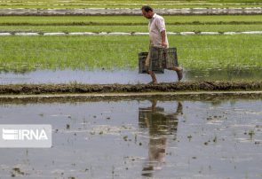 مصرف مواد تقویتی ؛ هزینه سربار تولید برنج در مازندران