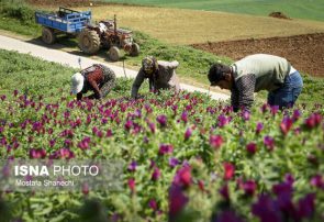 گیاهان دارویی؛ کشتی پرسود اما سنتی در مازندران