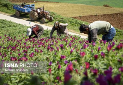 گیاهان دارویی؛ کشتی پرسود اما سنتی در مازندران