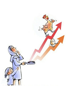 تخم مرغ پرواز کرد/ ۶ میلیون قطعه مرغ بدلیل گرانی خوراک،کشتار شدند