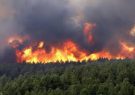 بیماری خاک جنگل‌ بعد از آتش‌سوزی