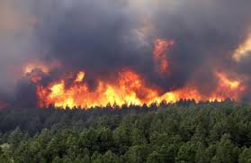 بیماری خاک جنگل‌ بعد از آتش‌سوزی