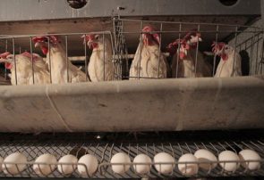 تشکیل کمیته سه نفره کمیسیون کشاورزی مجلس / بررسی افزایش قیمت مرغ و تخم مرغ