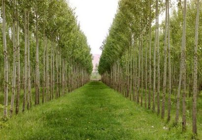 زراعت چوب در ۴۰۰۰ هکتار از جنگل های مازندران انجام می شود