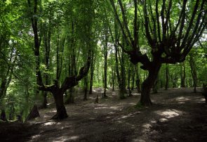 طرح تنفس تا زمان بهبود وضعیت جنگل‌ها ادامه می‌یابد