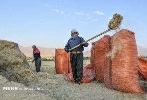 پیش‌بینی ۲۹ هزار میلیارد تومان اعتبار برای خرید امسال گندم