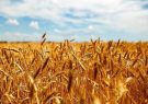 ۵۰ هزار تن گندم از کشاورزان مازندرانی خریداری شد