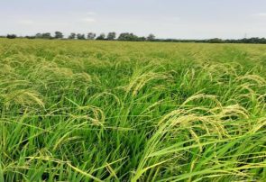 چگونه ارقام طارم سر از مزارع شیرودی درآورد/ اشتباه تعاونی روستایی مازندران و دادن بذر قاطی برنج به شالیکاران