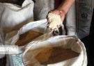 رییس سازمان جهاد کشاورزی مازندران: کشاورزان نگران کاهش قیمت برنج نباشند
