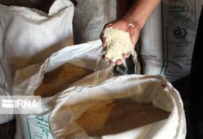 رییس سازمان جهاد کشاورزی مازندران: کشاورزان نگران کاهش قیمت برنج نباشند