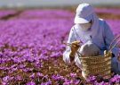 حدود 500 تن زعفران در کشور تولید شده است/صادرات 38 میلیون دلاری در 3 ماهه نخست