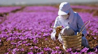 حدود 500 تن زعفران در کشور تولید شده است/صادرات 38 میلیون دلاری در 3 ماهه نخست