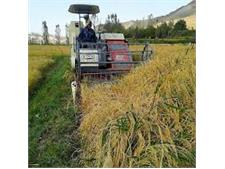 90 درصد مزارع برنج نور مکانیزه برداشت می شود/ رشد 5 درصدی تولید برنج