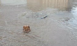 بارش‌های رگباری و هوایی خنک مهمان هفته پایانی مرداد در مازندران/ احتمال آب‌گرفتگی معابر