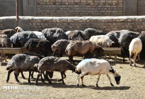 ۳۸۰۰ راس گوسفند در مازندران قربانی نذر خیر شده است
