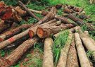 متولی موقوفه آق‌مشهد: صدور مجوز بهره‌برداری از جنگل توسط منابع طبیعی