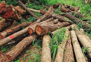 متولی موقوفه آق‌مشهد: صدور مجوز بهره‌برداری از جنگل توسط منابع طبیعی