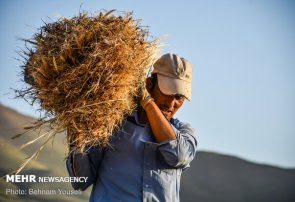 خرید ۸ میلیون و ۲۱۵ هزار تن گندم در کشور