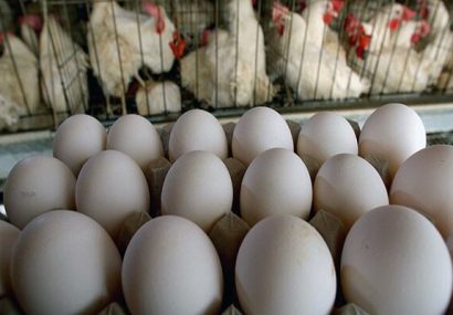 افت تولید دلیل گرانی تخم مرغ است/ مرغداران نهاده پیدا نمی‌کنند