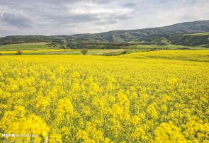 آغاز کشت پاییزه ۵ محصول در مزارع مازندران