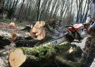 جنگلداری بدون برداشت چوب/آیا جنگلهای شمال حفظ خواهند ماند؟