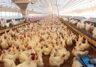 هشدار کمبود جوجه در ماه های آتی/آیا برخی به دنبال واردات مرغ هستند!