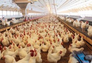 هشدار کمبود جوجه در ماه های آتی/آیا برخی به دنبال واردات مرغ هستند!