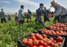 ممنوعیت واردات سیب و گوجه آذربایجان به روسیه