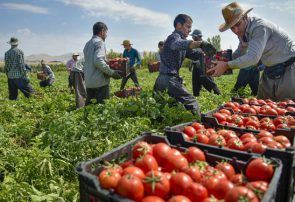 ممنوعیت واردات سیب و گوجه آذربایجان به روسیه
