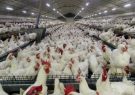 آنفلوآنزای فوق حاد پرندگان در مرغداری های کشور