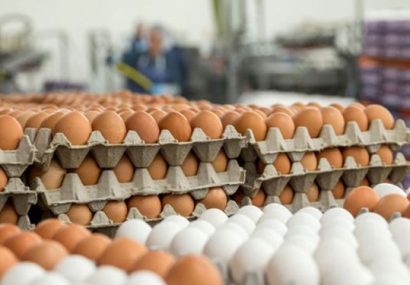 چرا تخم مرغ باید گران شود؟