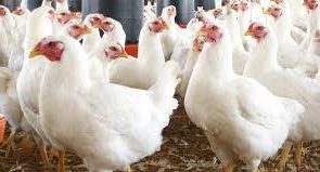 افزایش دوباره قیمت مرغ در خرده فروشی ها