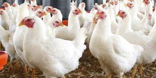 اعتراض مردم به افزایش قیمت‌ مرغ/ گله مرغداران به کم شدن نهاده های دامی در مازندران
