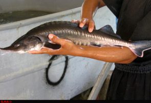 مازندران رتبه نخست تولید ماهیان خاویاری در کشور/صید دو هزار و ۱۷۷ کیلوگرم ماهیان خاویاری